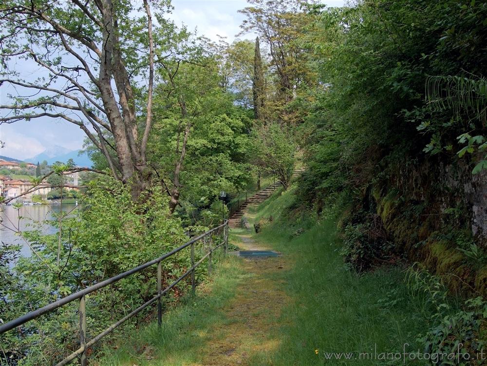 Isola Comacina (Como) - Panorama di vegetazione primaverile